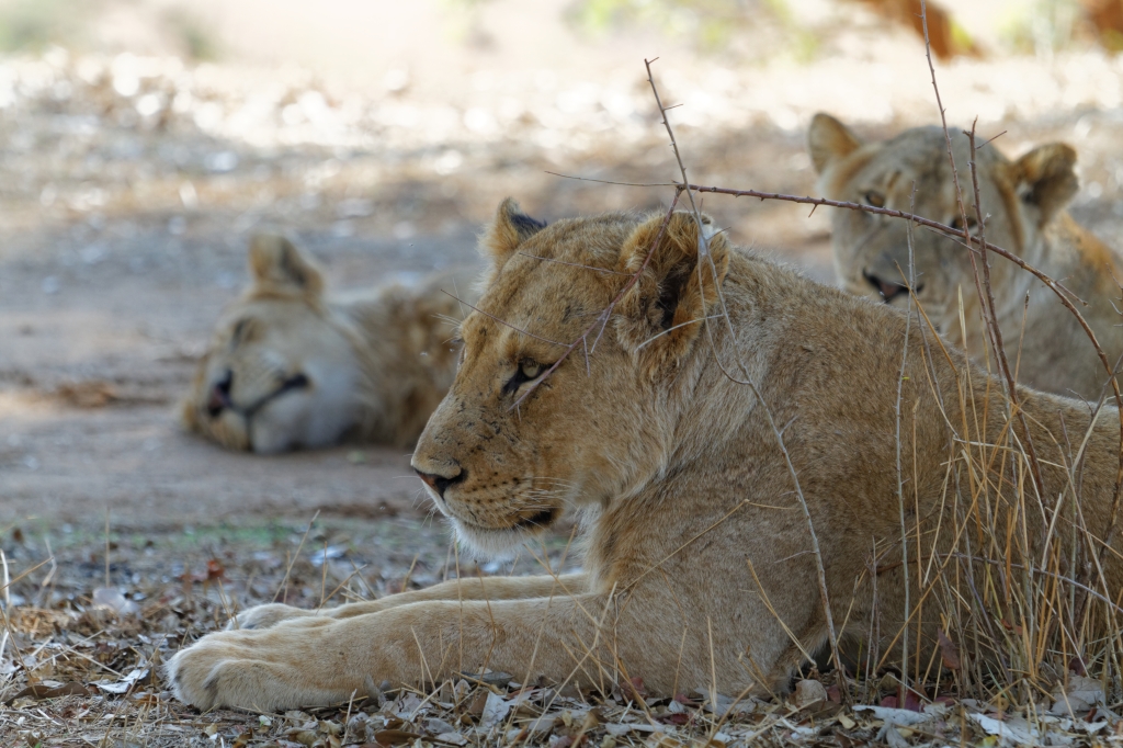 08 - Kruger NP (69).jpg